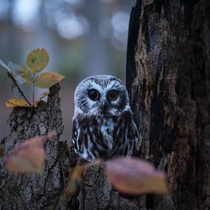 "Northern Saw-whet Owl" by Carolyn Monastra