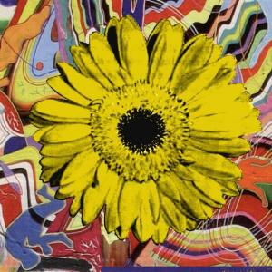 Sunflower Yellow #5 by Kim Luttrell