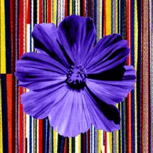 Petal Flower Blue #6 by Kim Luttrell