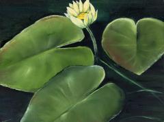 Water Lily Study by Allison Green
