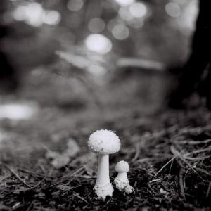 Mushroom Study by Heather Boose Weiss