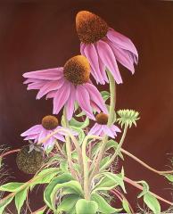 Echinacea by Allison Green
