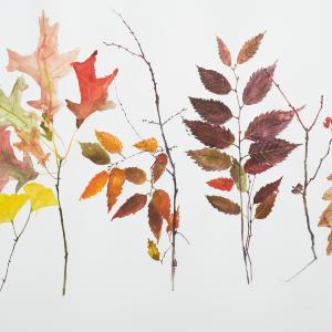 Fall Leaves by Eunju Kang