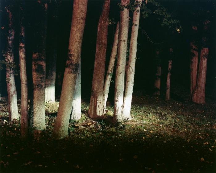 Woods by Maria Passarotti