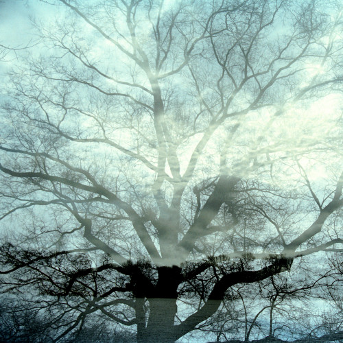 Transitory Space, Prospect Park, Brooklyn, NYC, Winter Tree # 2 by Leah Oates