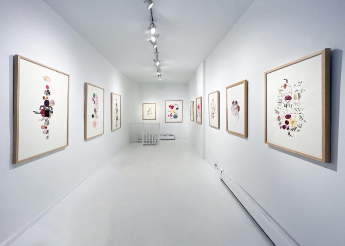 Installation View of Curio